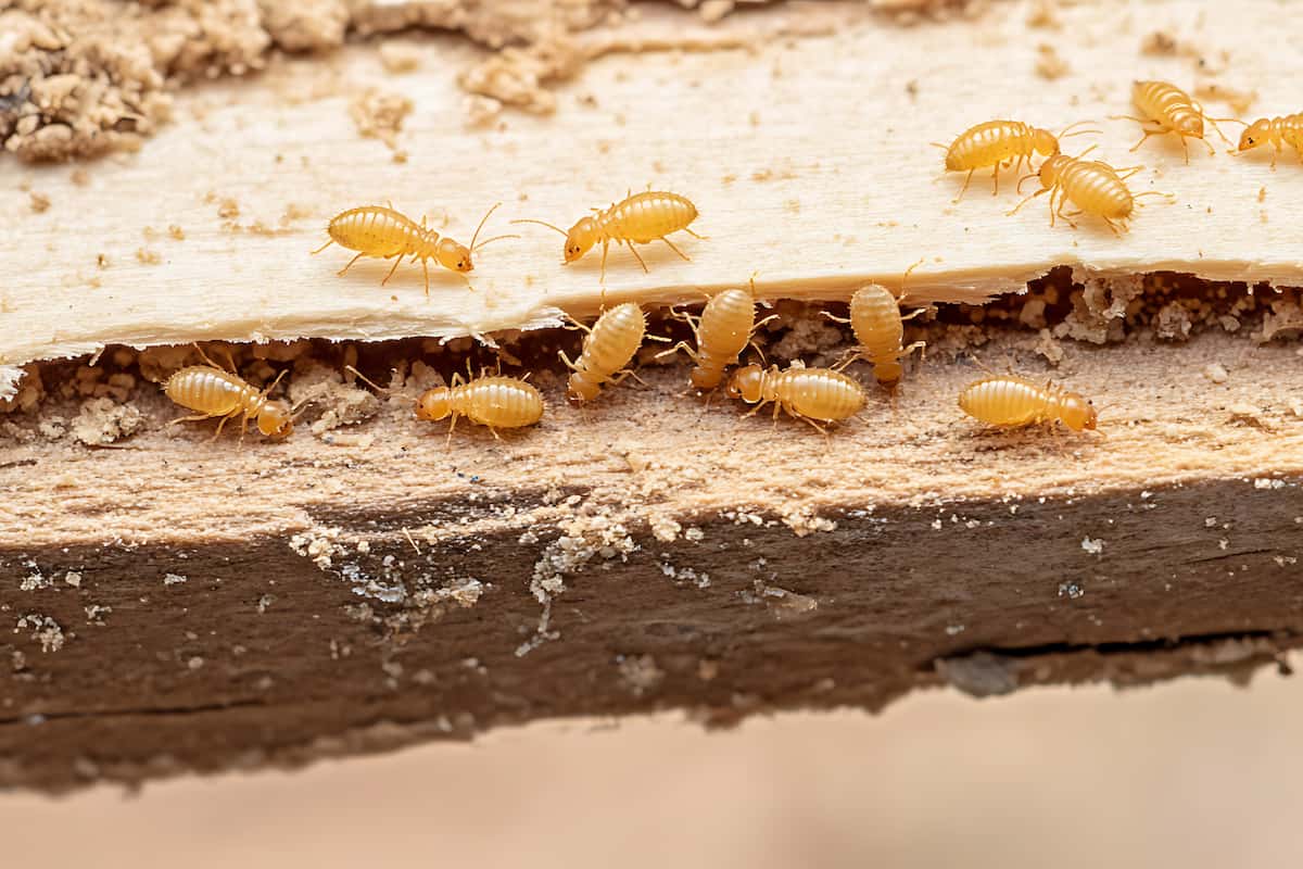 Close-up of active termite infestation inside timber, showing visible damage and tunnelling.