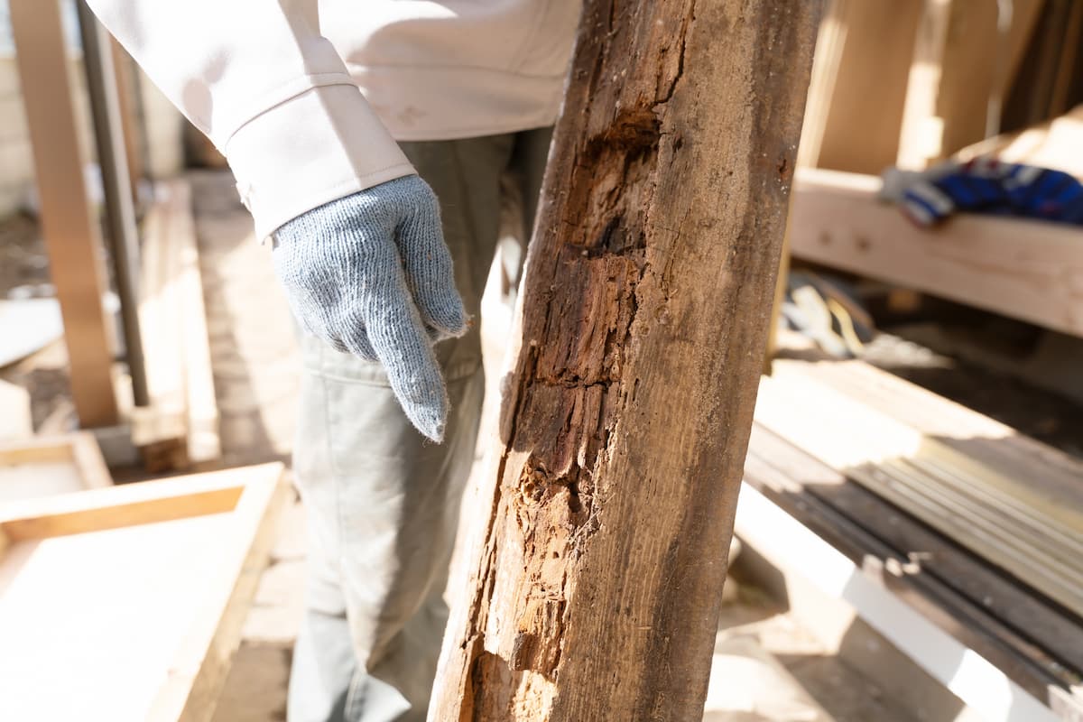 Timber and termite damage inspection.